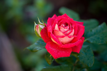 red rose with water drop