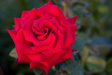 red rose with water drop