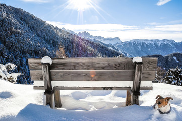 cane e dolomiti d'inverno