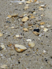 Muschelsand