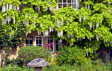 white wisteria climbing around cottage windows, with flowers, plants, stone mushroom