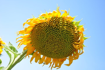 Корзинка подсолнечника