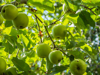 Reife grüne Äpfel am Baum