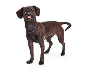 Black Chihuahua Dog Licking Lips