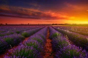 Garden poster Lavender Valensole un soir de Juin