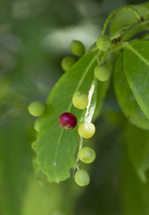 berries on tree