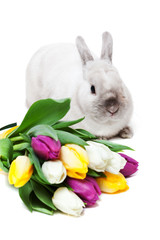 White rabbit with tulips