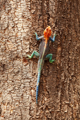 Red headed agama lizard, Amboseli