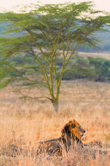Male lion in Amboseli