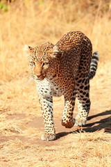 Female leopard in Masai Mara
