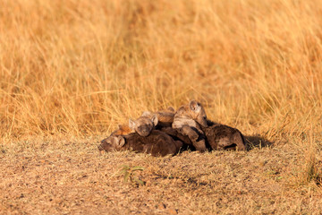 Spotted Hyenas, Masai Mara