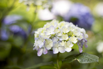 Hydrangea