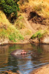Hippopotamus, Masai Mara