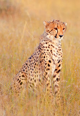 Fototapeta na wymiar Male cheetah in Masai Mara
