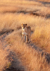 Female lion in Masai Mara
