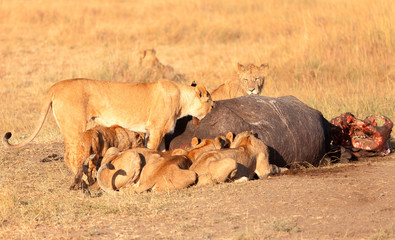 Pride of lions eating a pray in Masai Mara