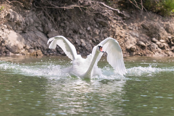 Swan with wings wide open while swimming fast at lake Beletsi in Greece.
