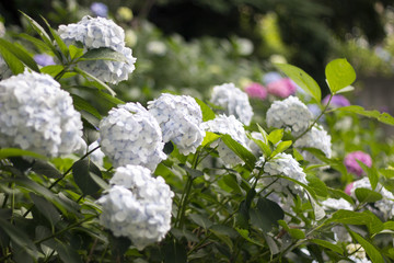 Hydrangea
