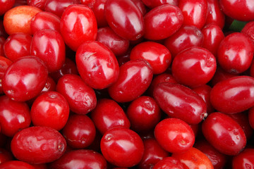 fresh cornel berries