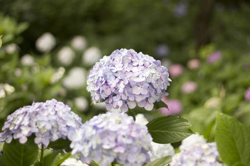 Obraz premium Hydrangea