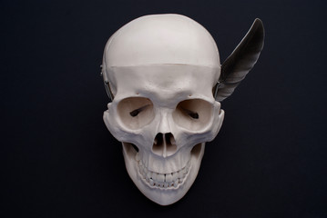 Anterior View of Skull © jodieadams