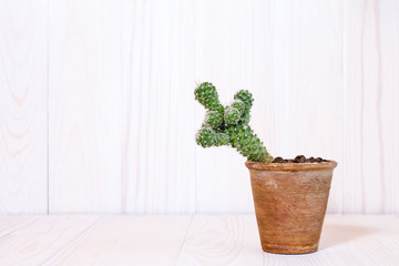 Cactus on white wooden background