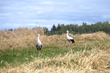Storks on a field with harvested looking for grains. Birds in the wild