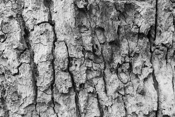 Black and white Wooden texture background