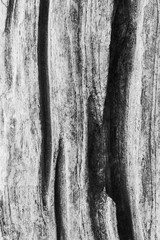 Obraz premium Black and white Wooden texture background