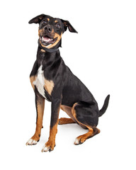 Happy and Friendly Hound Crossbreed Dog