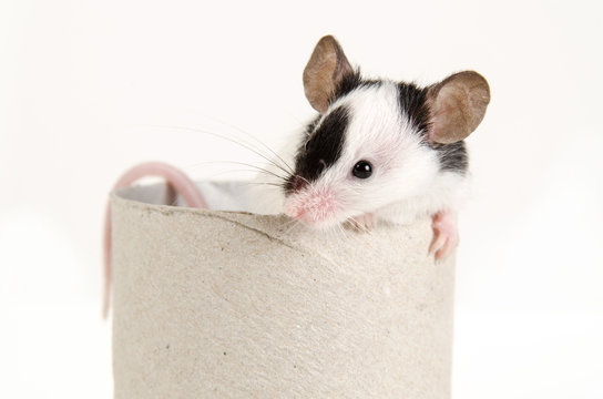 Rat&oacute;n enano