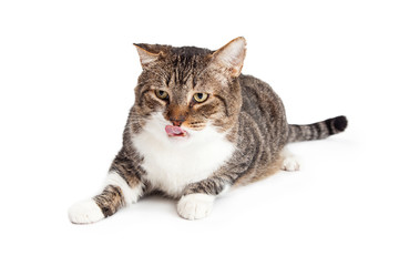 Hungry Cat Laying Licking Lips