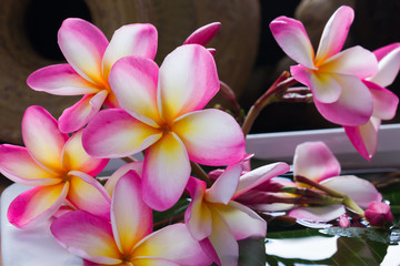 beautiful charming aroma white flower plumeria made  more classic with vintage and boutique look for spa decoration 