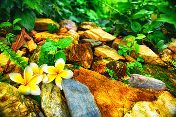 Two flowers between stones