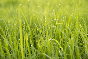 rice paddy field