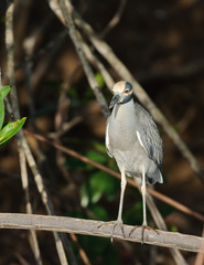 Yellow-crowned Night Heron