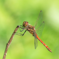 Dragonfly