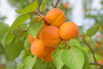 abricots sur l'arbre