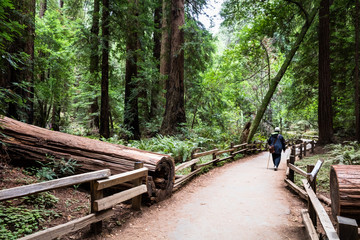 Inbetween lines - a man walking along a path in Muir Woods, California. A large Redwood tree has fallen and the path runs between the lines.