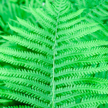 Fern