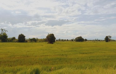 the golden rice feild