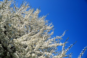 Caucasian plum white blossom and blue sky background
