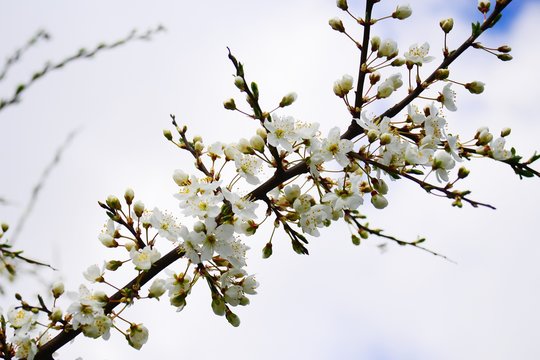 Spring with flowers and caucasian plum blossom