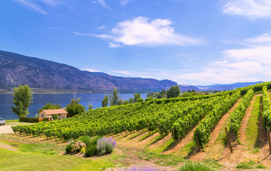 Vineyards in summer colors. 
