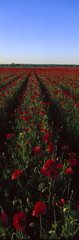 Obraz premium Field of poppies