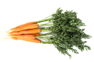 carrot on a white background