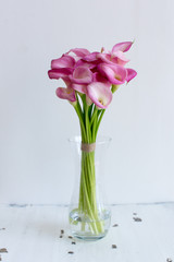 Bunch of pink callas in the vase on black background