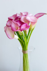 Bunch of pink callas in the vase on black background
