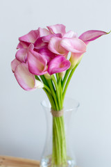 Bunch of pink callas in the vase on black background