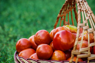 плетеная корзина со спелыми помидорами. свежи спелые домашние овощи с огорода